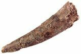 Bargain, Fossil Pterosaur (Siroccopteryx) Tooth - Morocco #360003-1